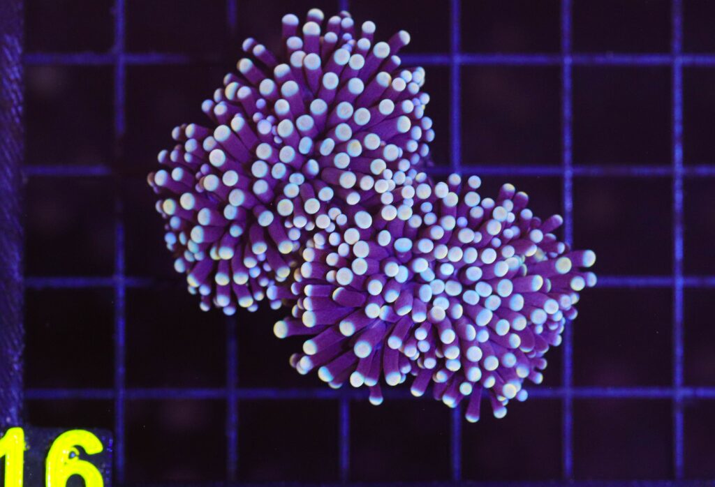 Frag Box Corals