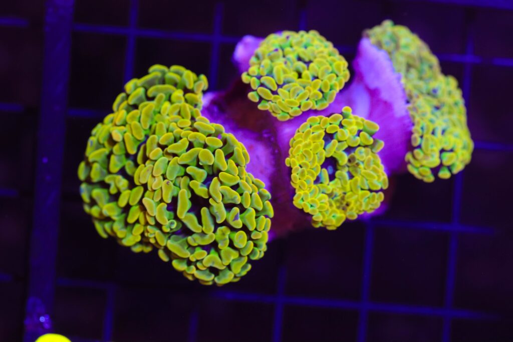 Frag Box Corals