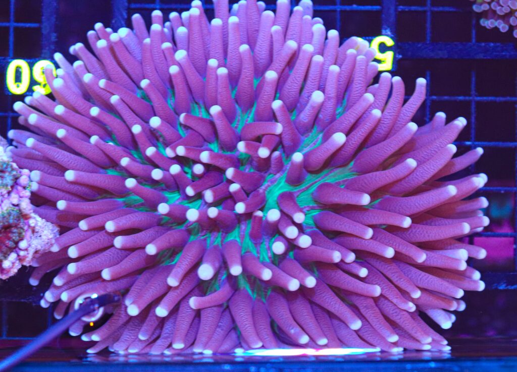 Frag Box Corals