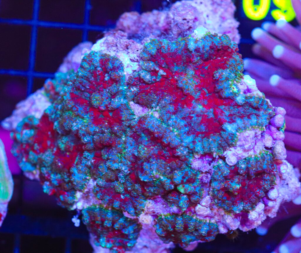 Frag Box Corals