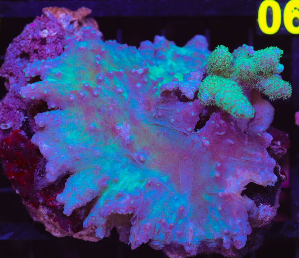 Frag Box Corals