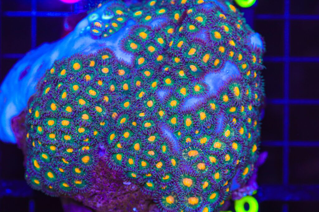 Frag Box Corals