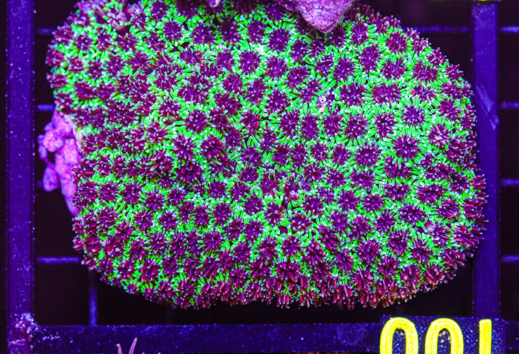 Frag Box Corals
