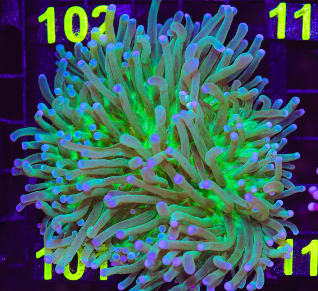 Frag Box Corals