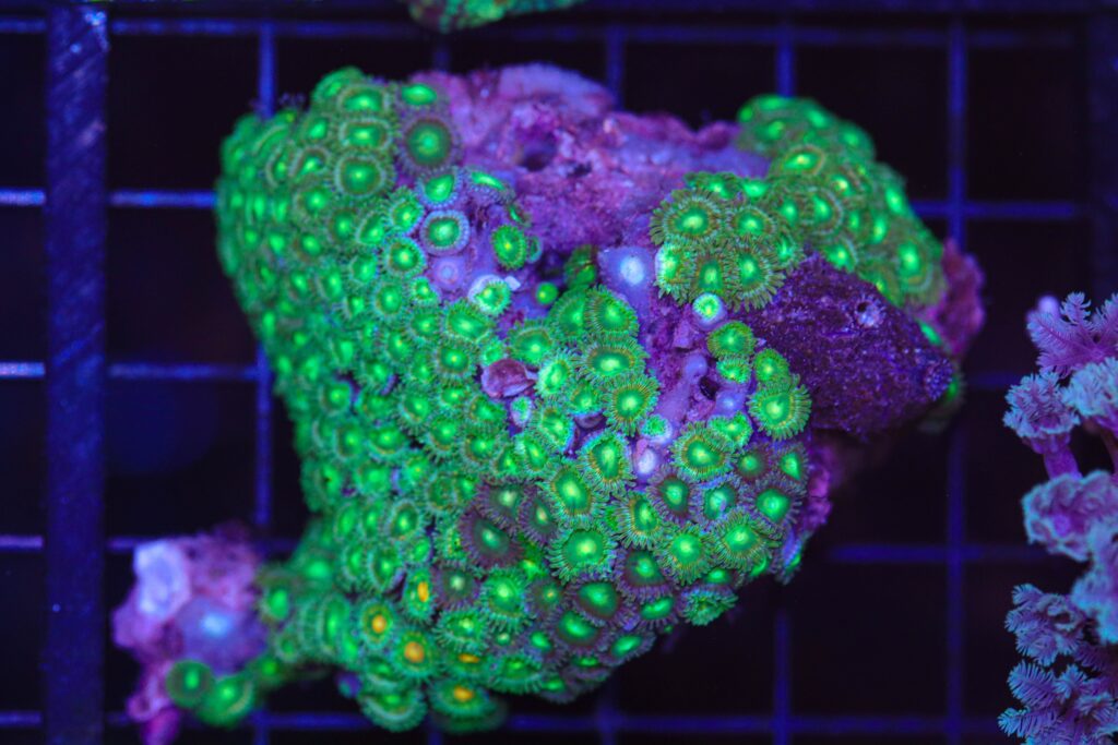 Frag Box Corals