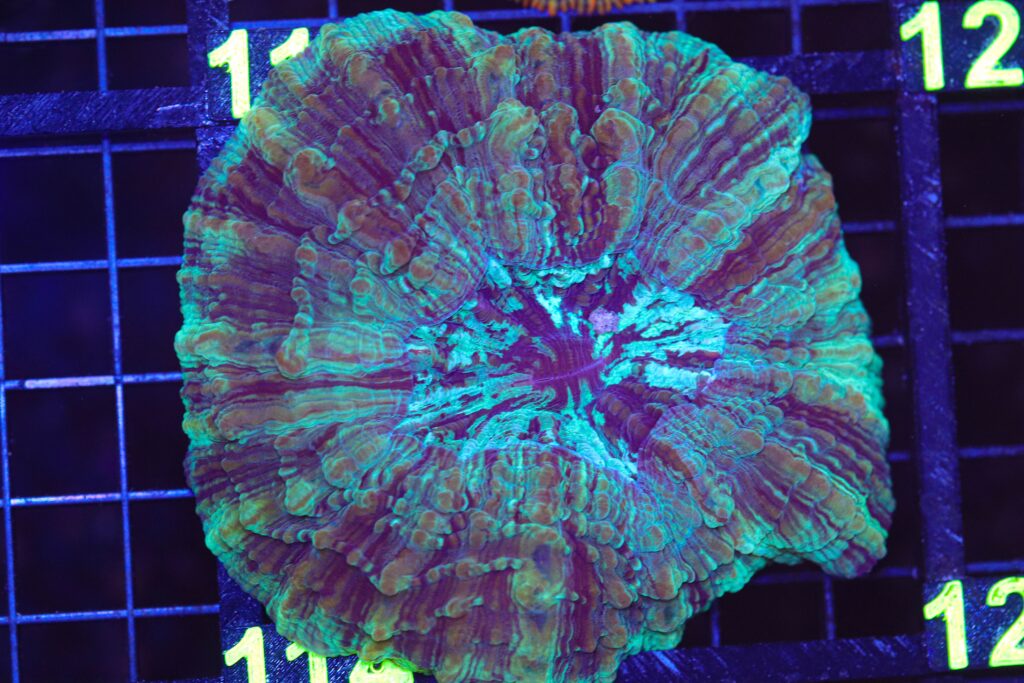 Frag Box Corals