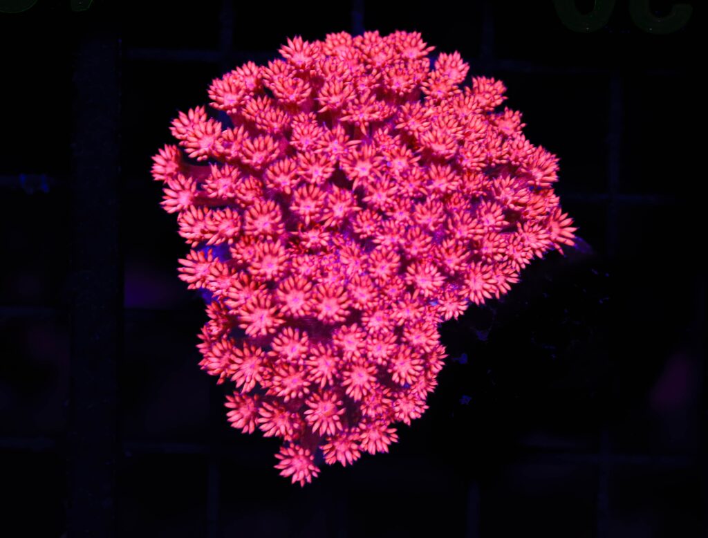 Frag Box Corals