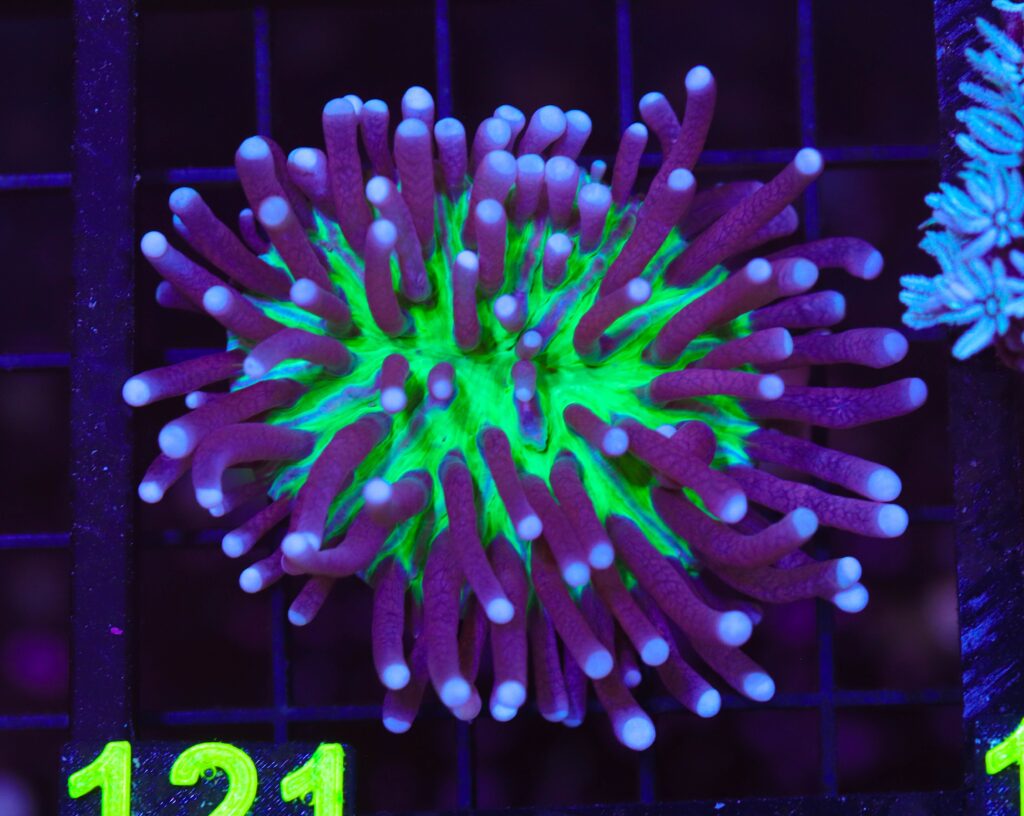Frag Box Corals