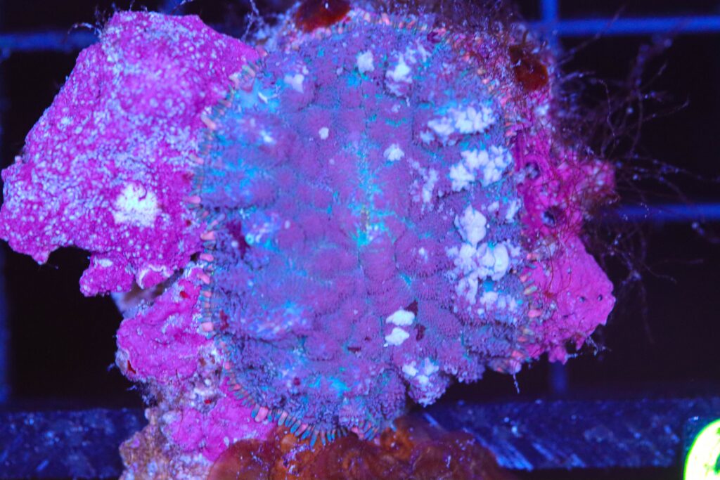 Frag Box Corals