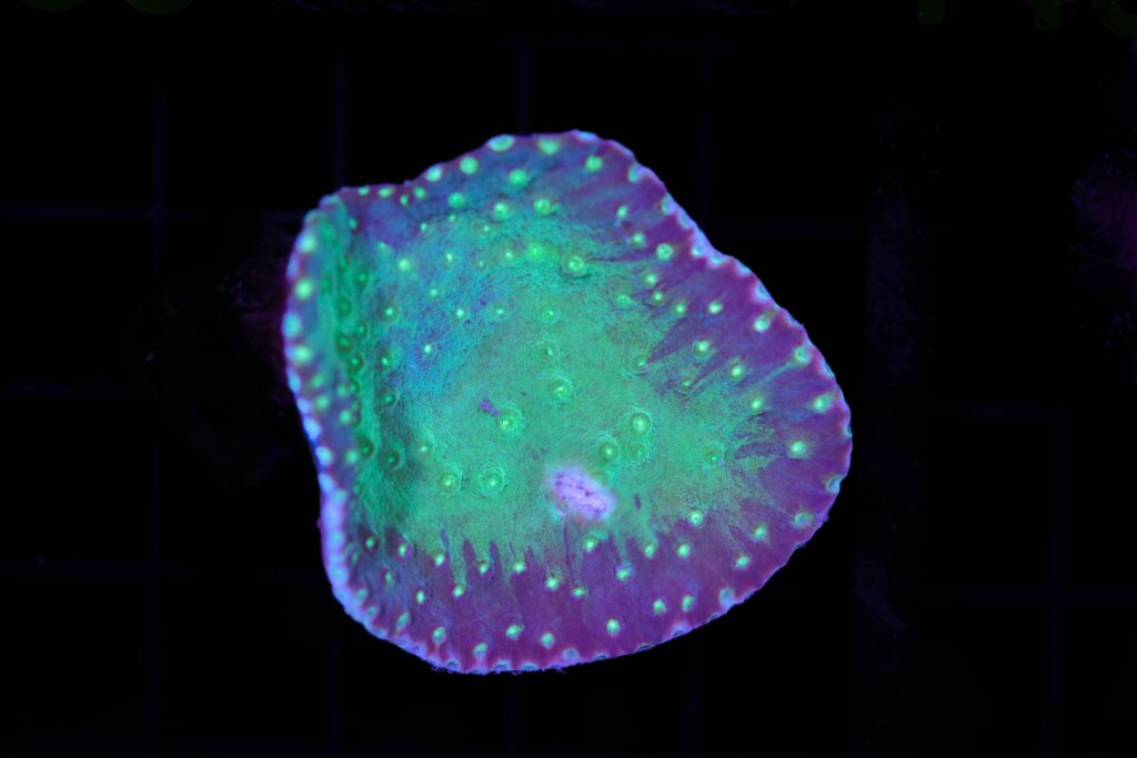 Frag Box Corals