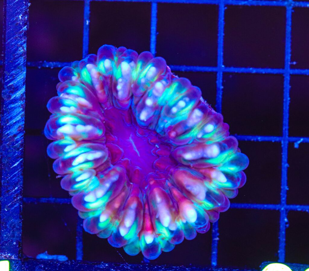 Frag Box Corals