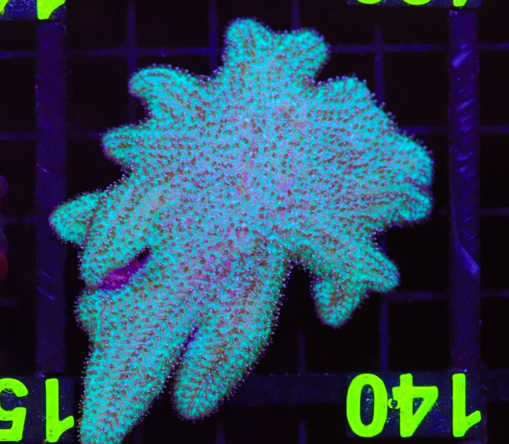 Frag Box Corals