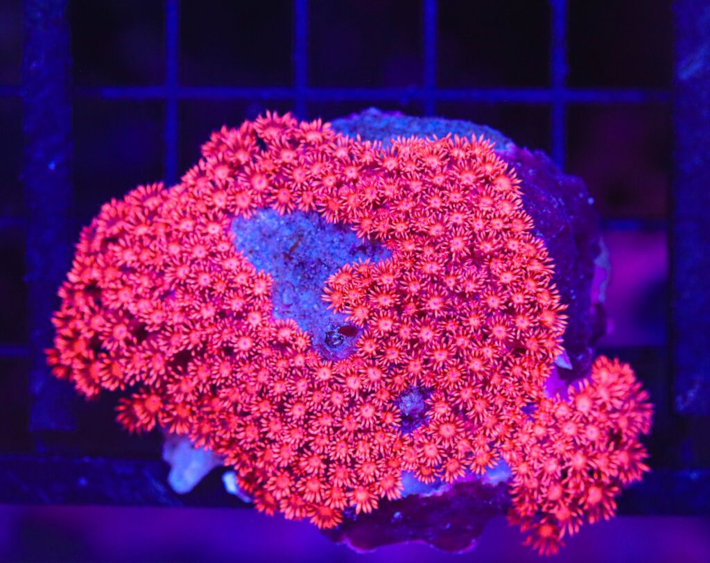 Frag Box Corals