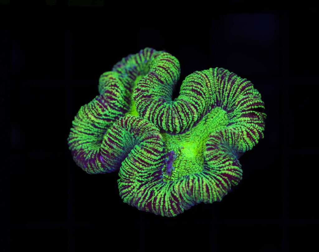 Frag Box Corals