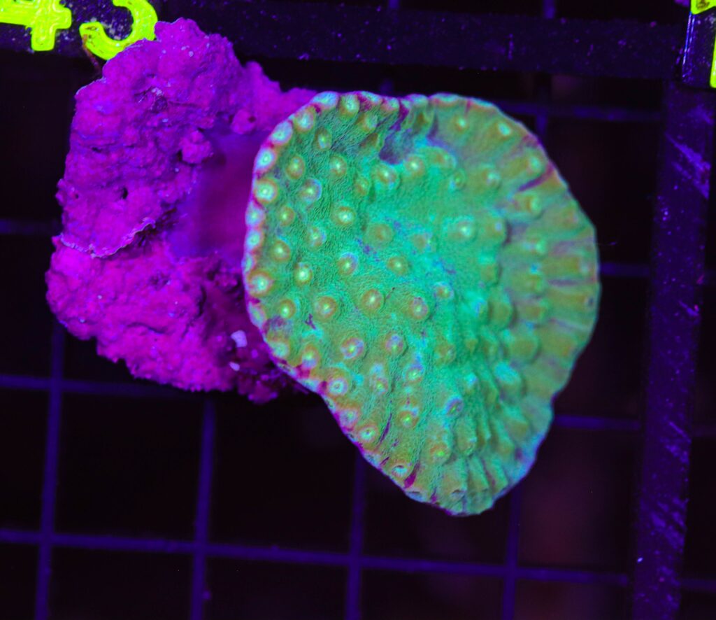 Frag Box Corals