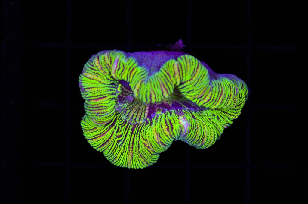 Frag Box Corals