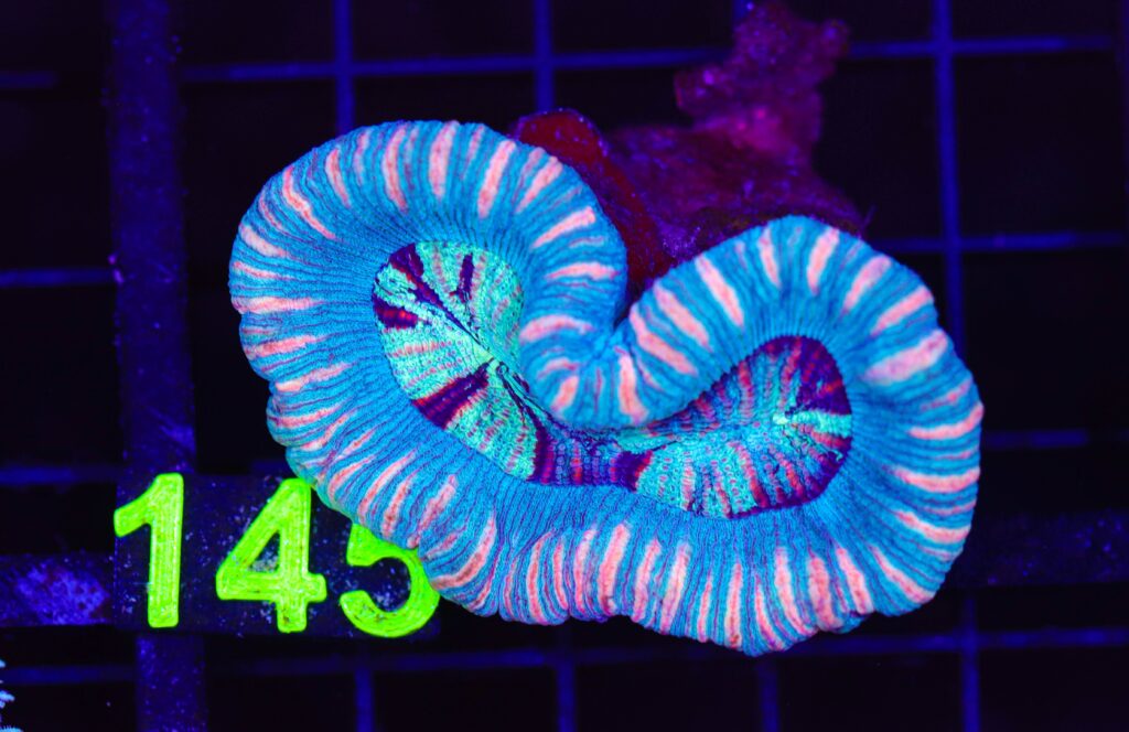 Frag Box Corals