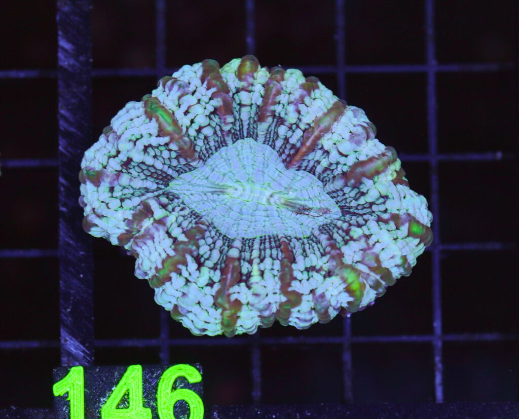 Frag Box Corals
