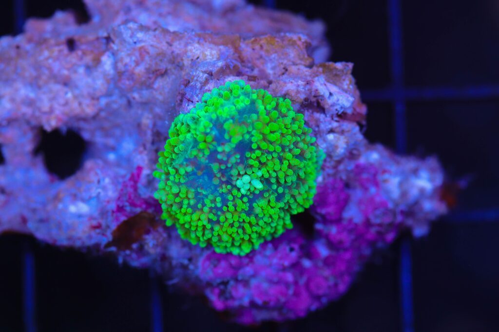 Frag Box Corals