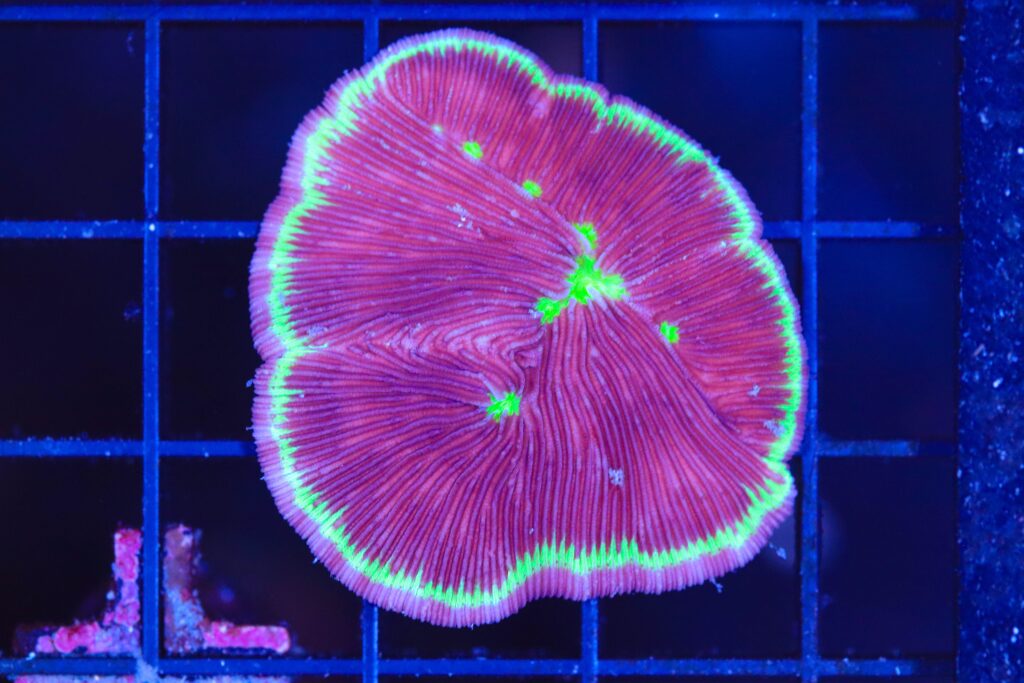Frag Box Corals