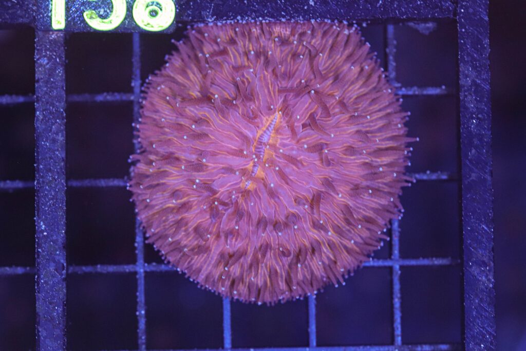 Frag Box Corals