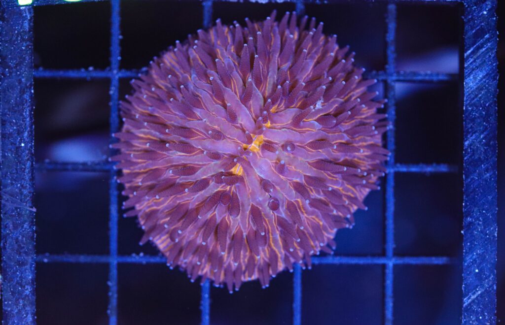 Frag Box Corals