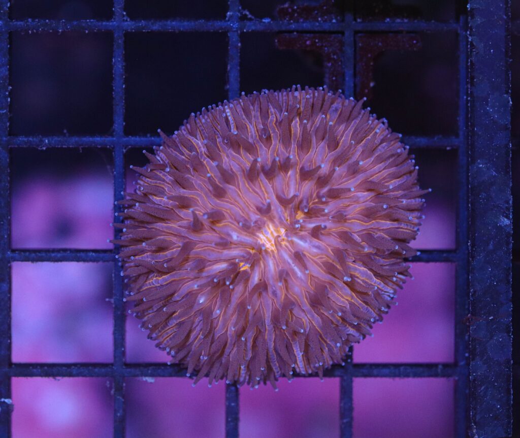 Frag Box Corals