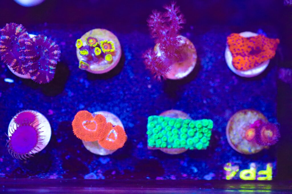 Frag Box Corals