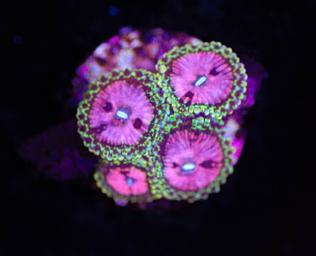 Frag Box Corals