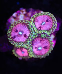 Pink Diamond Zoanthid Frag (Row #8:B)