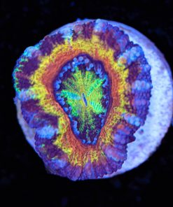 Golden Purple Rainbow Acan Frag (Row #41)
