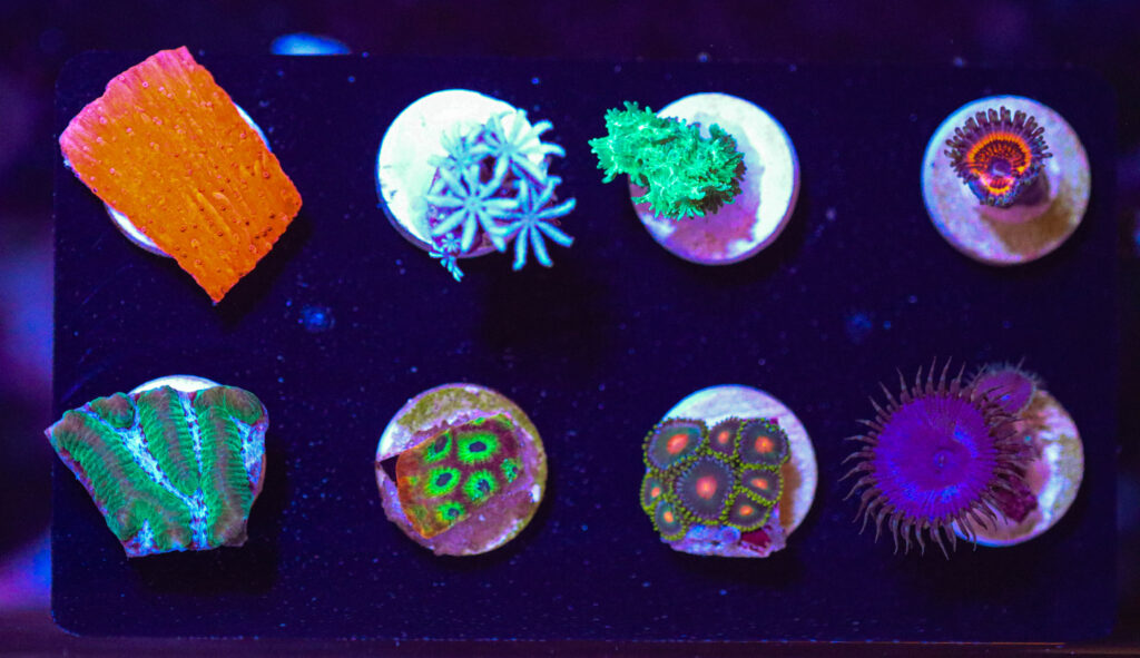 Frag Box Corals