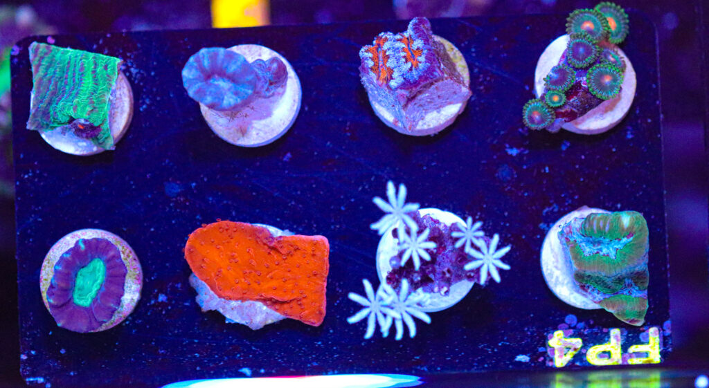 Frag Box Corals
