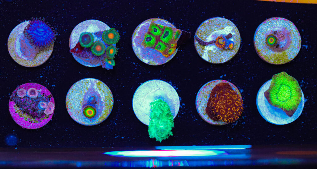 Frag Box Corals