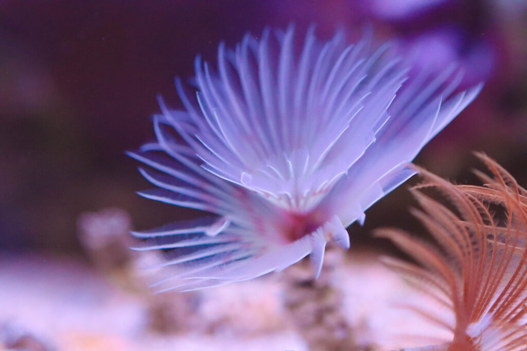 Frag Box Corals