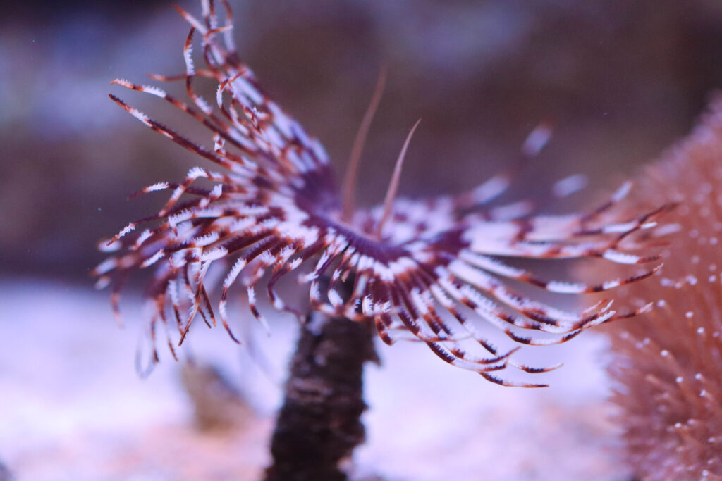 Frag Box Corals