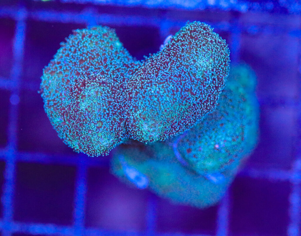 Frag Box Corals