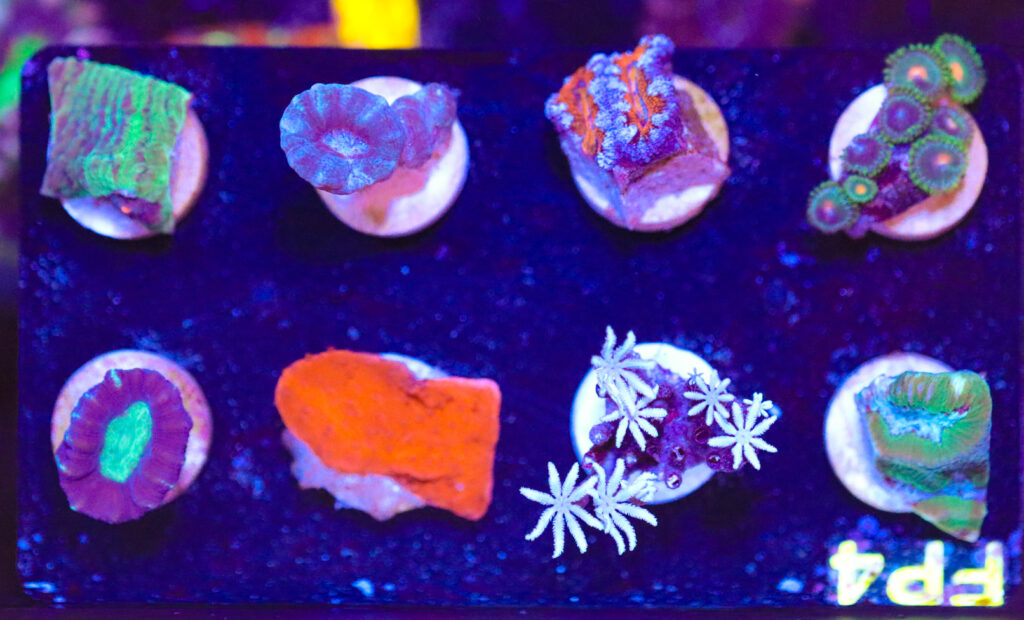 Frag Box Corals