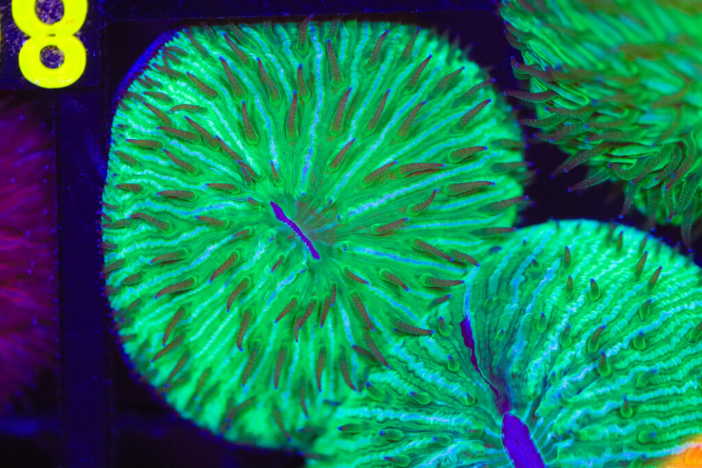 Frag Box Corals