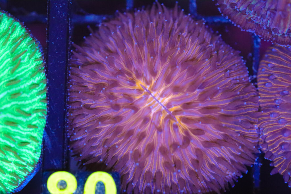 Frag Box Corals