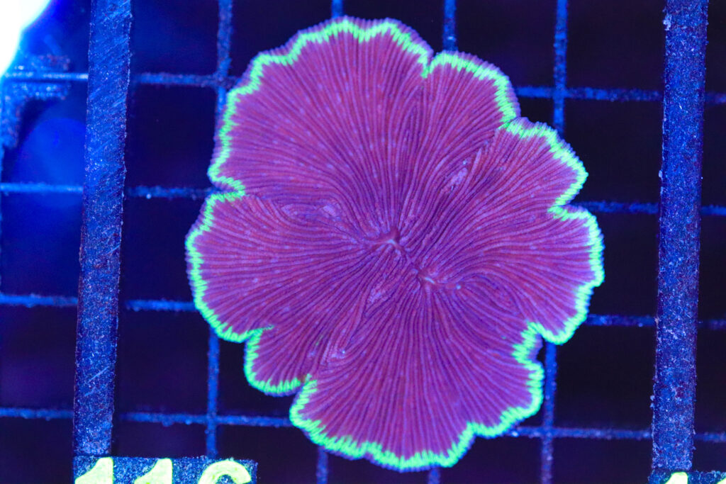 Frag Box Corals
