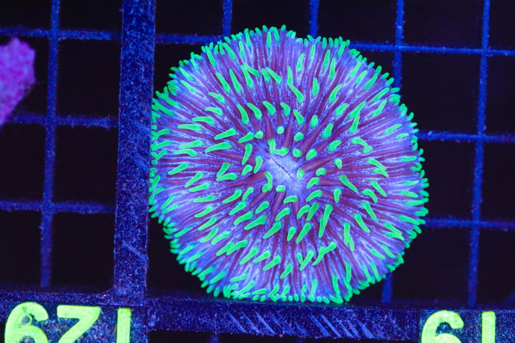 Frag Box Corals