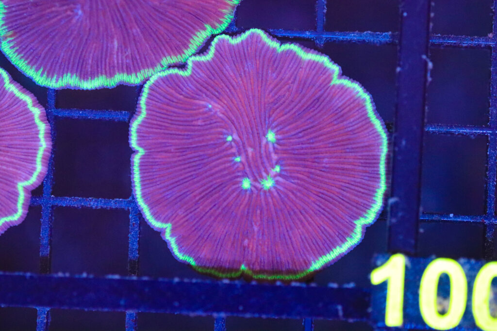 Frag Box Corals