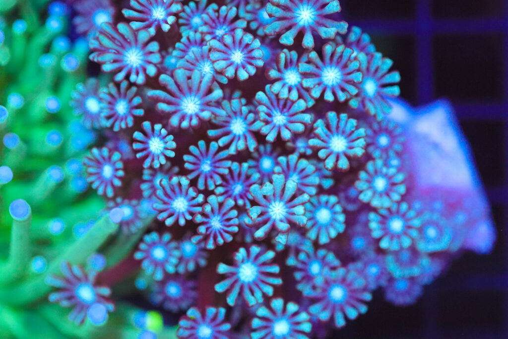 Frag Box Corals