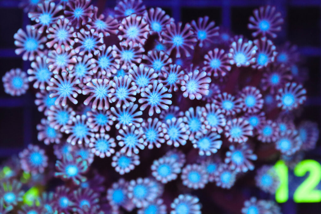 Frag Box Corals