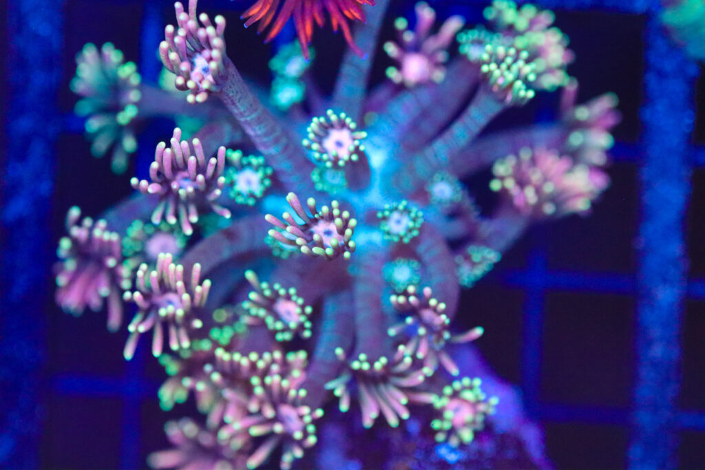 Frag Box Corals