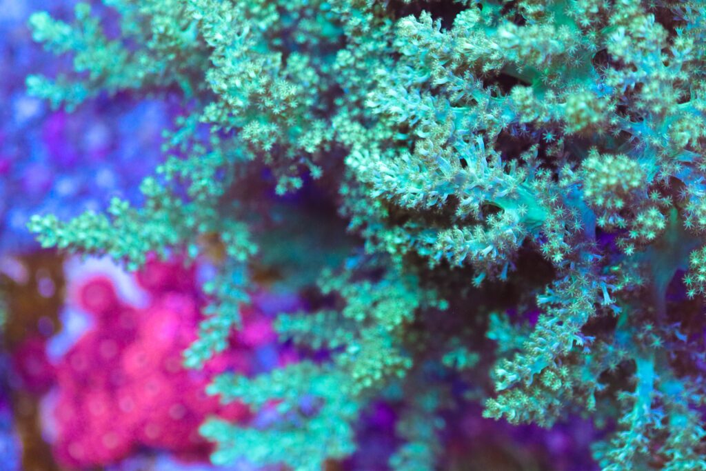 Frag Box Corals