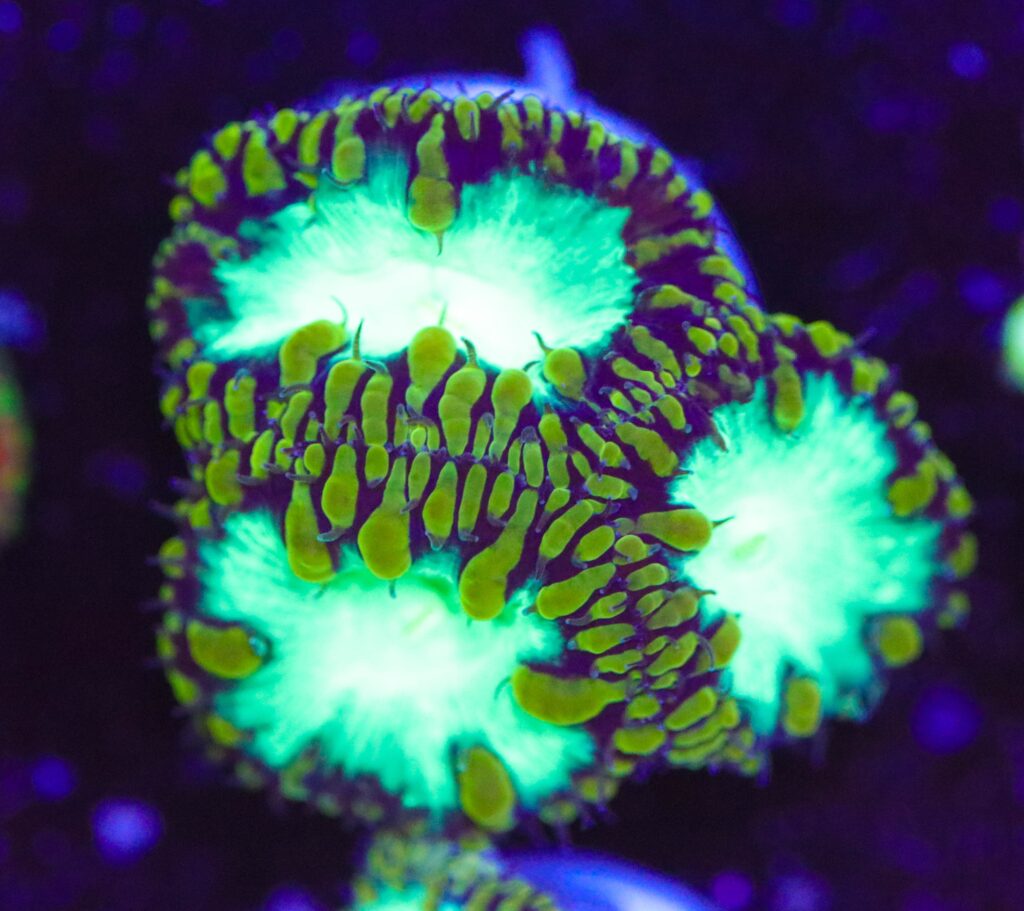 Frag Box Corals