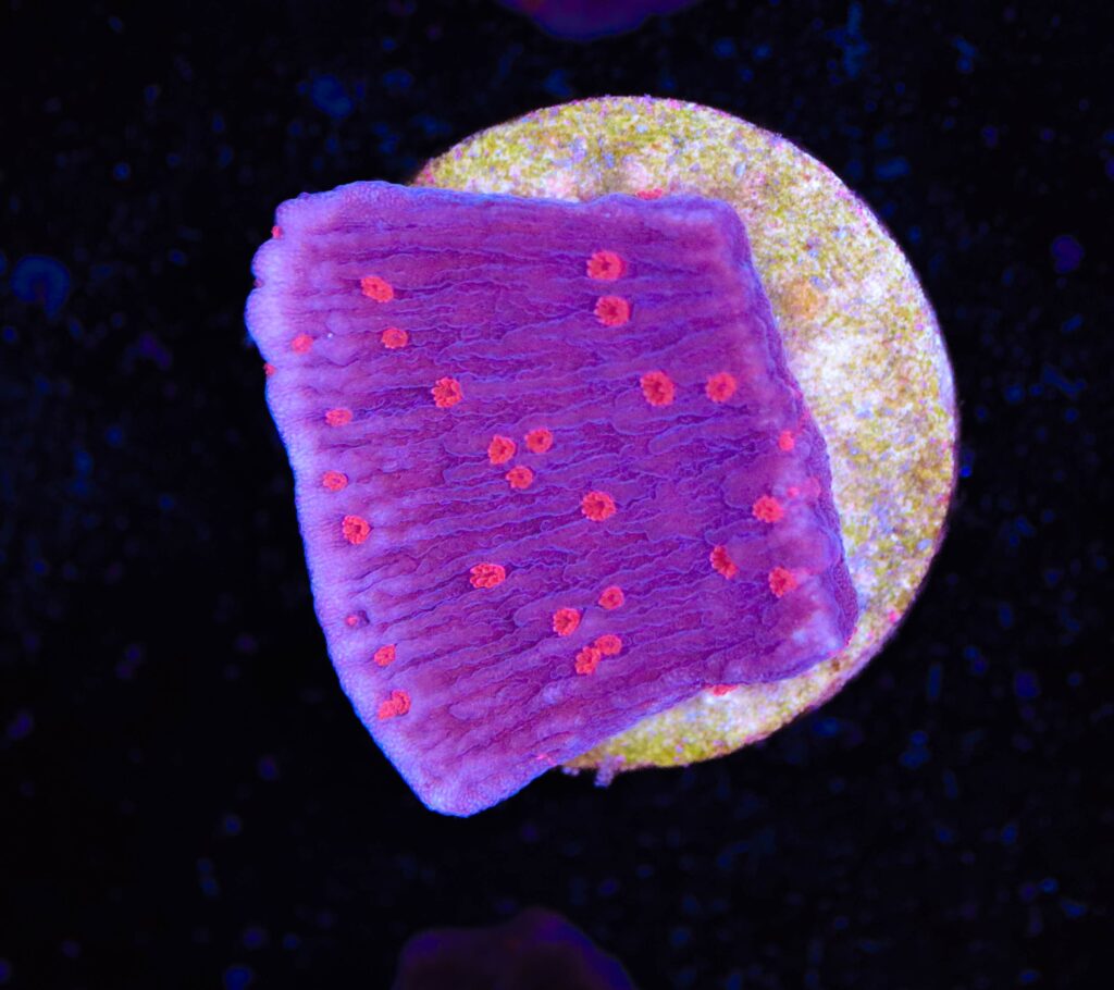 Frag Box Corals