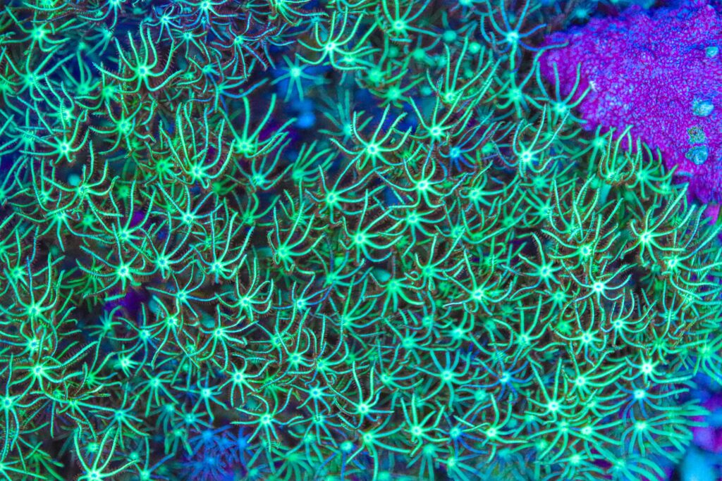 Frag Box Corals
